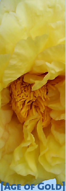 Tree Peony 'Age of Gold'
 by Prof. Arthur P. Saunders, USA