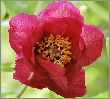 Tree Peony 'GAUGUIN'
 by Nassos Daphnis, USA