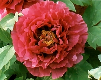 Peony Suffruticosa - Chinese Typ