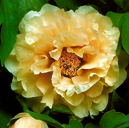 Breeder: Prof. Arthur P. Saunders, USA (Paeonia Lutea Hybrid)