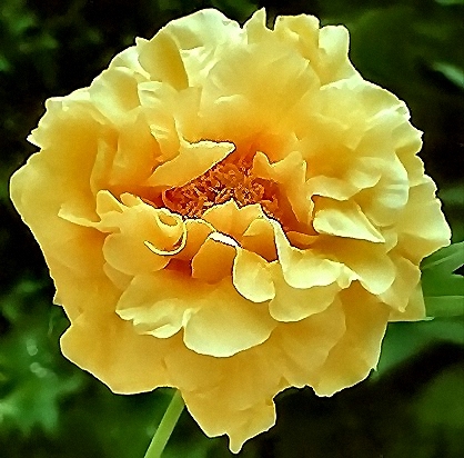 Breeder: Arthur P. Saunders, USA  (Lutea Hybrid) - APS-Winner 1973