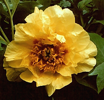 Breeder: Dr. David Reath, USA  (Paeonia Lutea Hybrid)