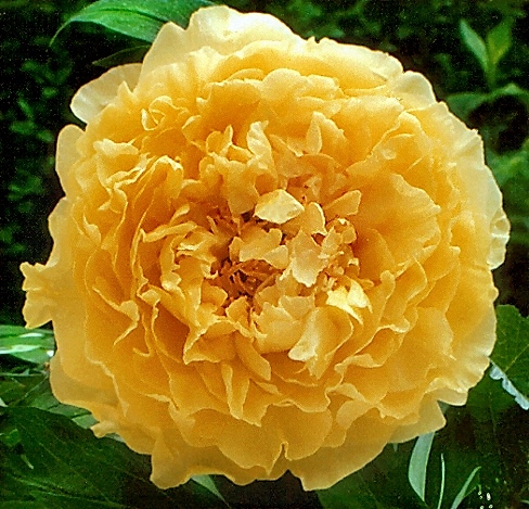 Breeder: Victor Lemoine, France  (Peony Lutea Hybrid)