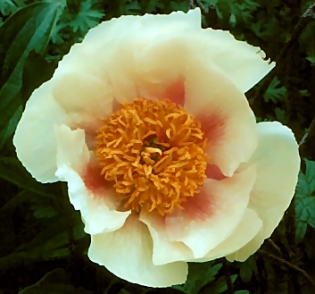 Breeder: Prof. Arhur P. Saunders, USA [1955]
(Paeonia Herbaceous Hybridia)