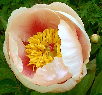 Breeder: Prof. Arhur P. Saunders, USA [1955]
(Paeonia Herbaceous Hybridia)