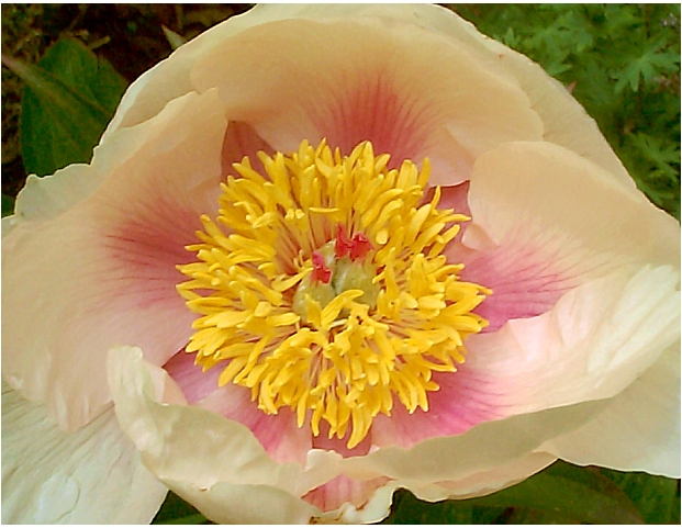 Breeder: Prof. Arhur P. Saunders, USA [1955]
(Paeonia Herbaceous Hybridia)