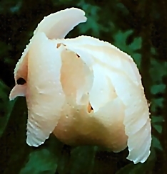Breeder: Prof. Arhur P.Saunders, USA (Paeonia Herbaceous Hybridia)