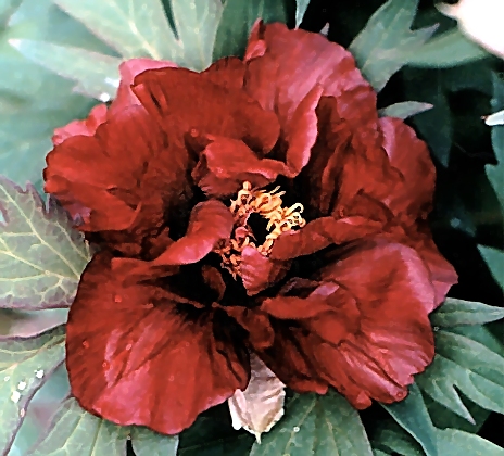 Breeder: Arthur P. Saunders, USA  (Peony Lutea Hybrid)