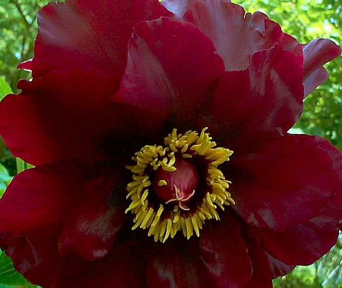 Breeder: Arthur P. Saunders, USA [1948]
(Paeonia Lutea Suffruticosa Hybridia)