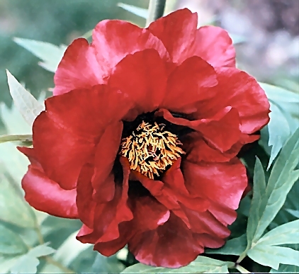 Breeder: Arthur P. Saunders, USA  (Peony Lutea Hybrid)