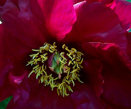 Breeder: Dassos Daphnis, USA (Peony Lutea Hybrid)