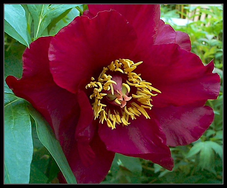 Breeder: Nassos Daphnis, USA
(Paeonia Lutea Suffruticosa Hybridia)