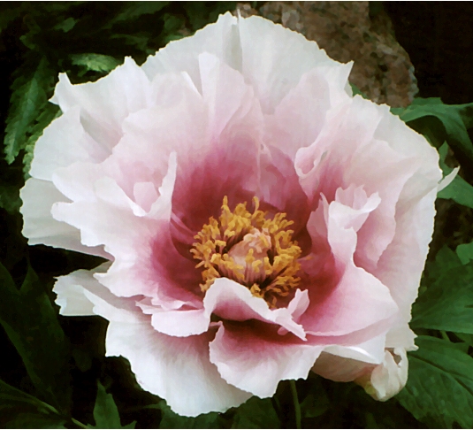 Breeder: William Gratwick, USA (Paeonia Mudan)