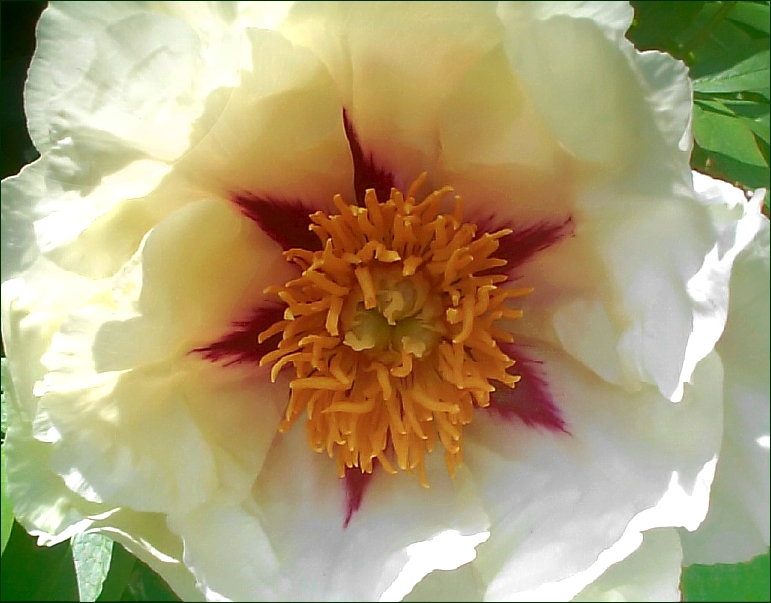 Breeder: Dr. David Reath, USA (Peony Lutea Hybrid)