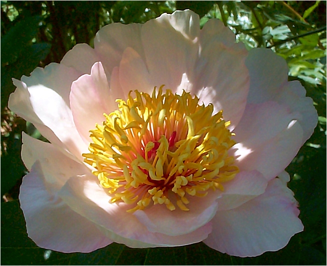 Breeder: Arthur P. Saunders 1929, USA  (Peony Herbaceous Hybrid)