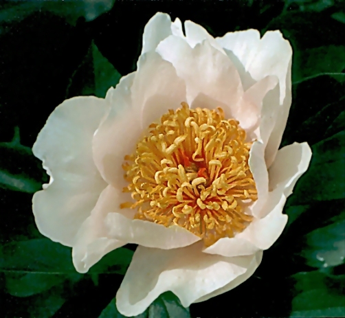 Breeder: Arthur P. Saunders 1929, USA  (Peony Herbaceous Hybrid)