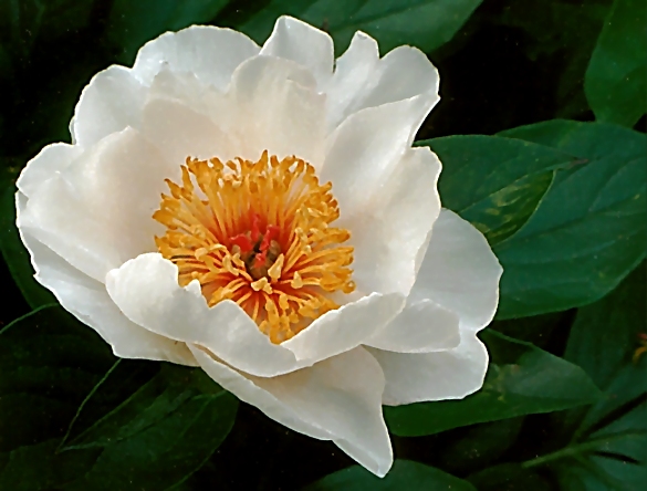 Breeder: Arthur P. Saunders 1929, USA  (Peony Herbaceous Hybrid)