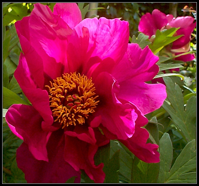 Breeder: Prof. A. P. Saunders 1948, USA
(Peony Lutea Hybrid)