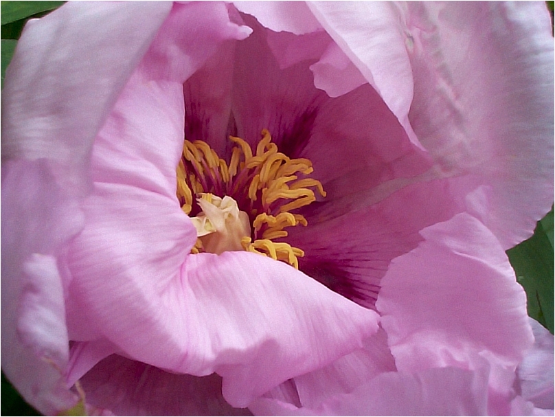 Paeonia Suffruticosa -- Gratwick Moutans