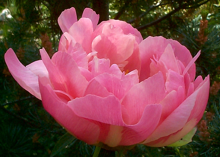 Breeder: Samuel Wissing 1964, USA (Paeonia Herbaceous Hybridia)