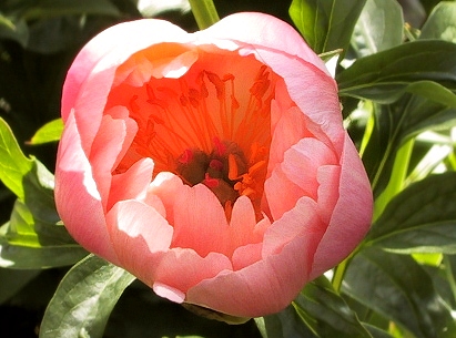 Breeder: Wissing, Canada (1981)  (Peony Herbaceous Hybrid)