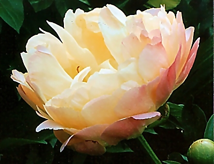Breeder: Wissing - C. C. Klehm 1981, Can/US (Peony Herbaceous Hybrid)