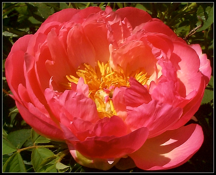 Breeder:Samuel Wissing-C.G. Klehm, USA [1981]
Paeonia Herbaceous Hybrid 