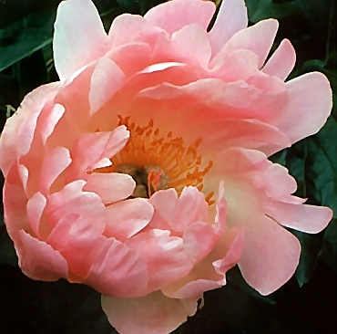 Breeder: Samuel Wissing, Canada  (Peony Herbaceous Hybrid)