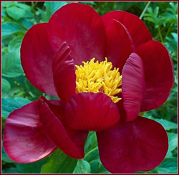Breeder: Pehrson-Laning 1993, USA
(Paeonia Herbaceous Hybridia)