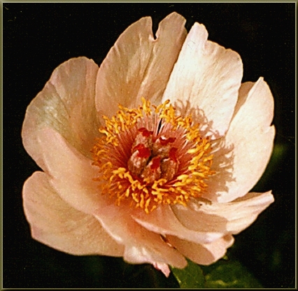 Breeder: Don Hollingsworth, USA (1992)  (Peony Herbaceous Hybrid)