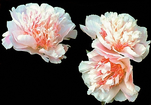 Breeder: Edward Auten, USA  (Peony Lactiflora)