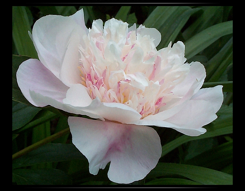 Breeder: Edward Auten, USA  (Peony Lactiflora)