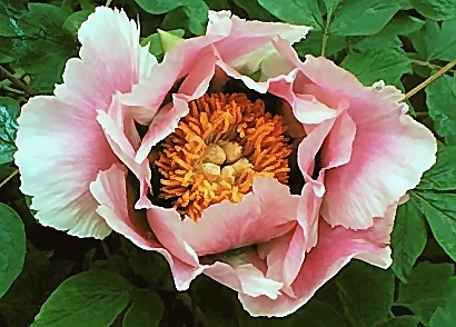 Breeder: Burkhardt Ebert - Peter Faulbrueck, Germany (Zuchau Rockii Hybrid)