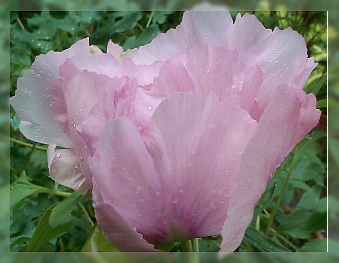 Breeder: Burkhardt Ebert - Peter Faulbrueck 2002, Germany (Paeonia Suffruticosa Zuchau Rockii Hybridia)