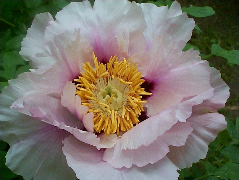 Breeder: Burkhardt Ebert - Peter Faulbrueck, Germany (Zuchau Rockii Hybrid)