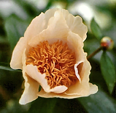 Breeder: Don Hollingsworth, USA (1992)  (Peony Herbaceous Hybrid)