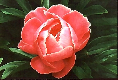 Breeder Unknown (Peony Lactiflora)