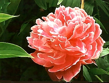 Breeder Unknown (Peony Lactiflora)