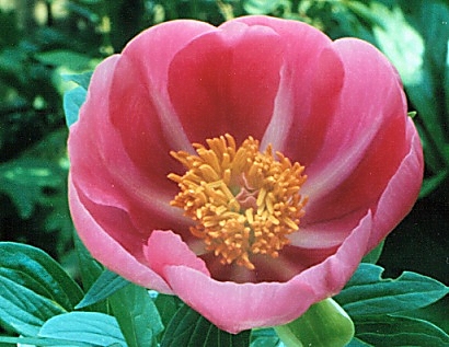 Breeder: Lymann Glasscock, USA (Peony Herbaceous Hybrid)