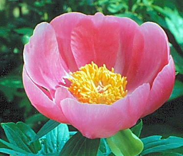 Breeder: Lymann Glasscock, USA (Peony Herbaceous Hybrid)