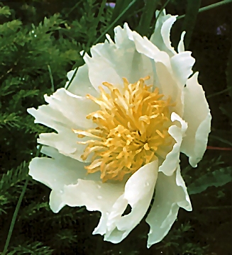 Breeder: Edward Auten (1952), USA  (Paeonia Herbaceous Lactiflora)