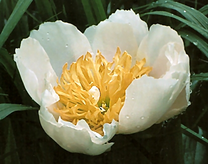 Breeder: Edward Auten (1952), USA  (Paeonia Herbaceous Lactiflora)