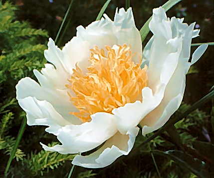 Breeder: Edward Auten (1952), USA  (Paeonia Herbaceous Lactiflora)