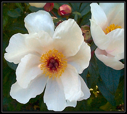 Breeder: Prof. Arthur P. Saunders 1941, USA (Peony Herbaceous Hybrid)