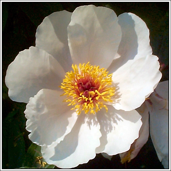 Breeder: Prof. Arthur P. Saunders 1941, USA (Peony Herbaceous Hybrid)