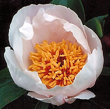 Breeder: Prof. Arthur P. Saunders 1941, USA (Peony Herbaceous Hybrid)