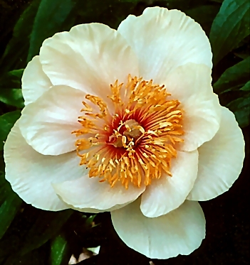 Breeder: Prof. Arthur P. Saunders 1941, USA (Peony Herbaceous Hybrid)