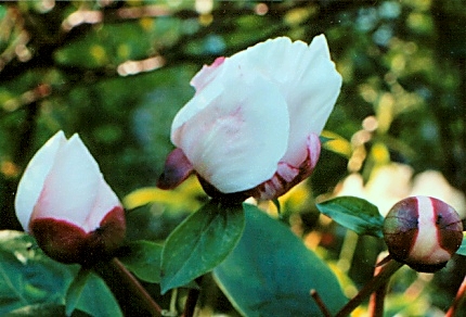 Breeder: Prof. Arthur P. Saunders, USA (Peony Herbaceous Hybrid)