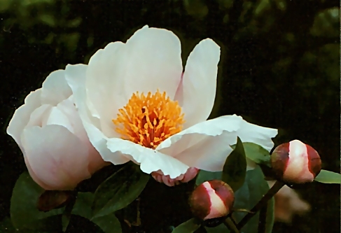 Breeder: Prof. Arthur P. Saunders, USA (Peony Herbaceous Hybrid)