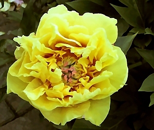 Breeder: Don Hollingsworth, USA  (Intersectional Hybrid) 